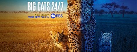 2025, premiere promo. clipped by Boberrybiscuit from pbs